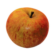 Orange Apple Seeds