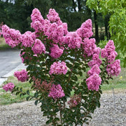 Crape Myrtle Seeds - Lagerstroemia indica Flower Seeds