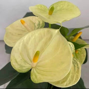 creem anthurium Seeds