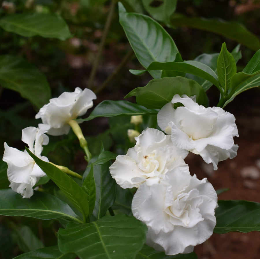 Pinwheel Flower Seeds - Tabernaemontana divaricata Flower Seeds