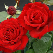 Climbing Red Cascade Rose Seeds