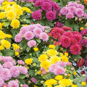 Heirloom Chrysanthemum Seeds