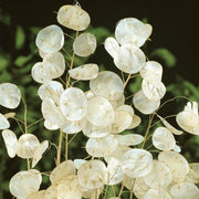 Annual Honesty Lunaria Seeds