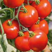 Jet Star Tomato Seeds