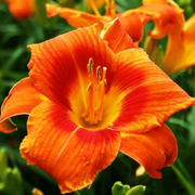 Fresh Rare Hybrid Daylily Seeds