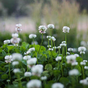 Meadow Clover Seeds