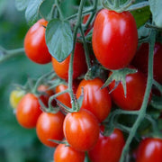 Red Grape Cherry Tomato Seeds