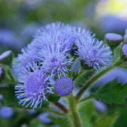 Assorted Floss Seeds
