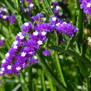 Statice Sea Lavender Seeds