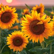 Sunflower Seeds - For Home Gardens Seeds