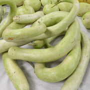 Green Cucuzzi Gourd Seeds