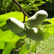 Cultivated Improved Pawpaw Seeds