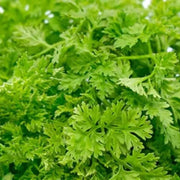 Curled Chervil Seeds, Herbal