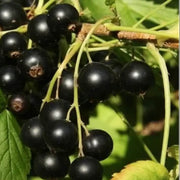 Johannisbeere Berry Seeds