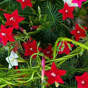 Climbing Scarlet Cypress Vine Seeds