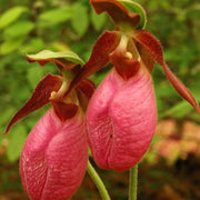 Pink Lady's Slipper Orchid Seeds