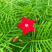 Ipomea Quamoclit Cypress Vine Seeds