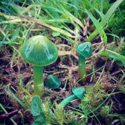 Green Mushroom Seeds