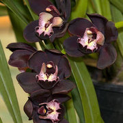 Black Orchid Seeds