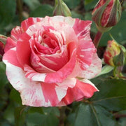 Candy Stripe Rosa spp. Seeds