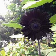 Deep Black Sunflower Seeds
