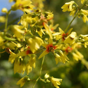 Golden Rain Koelreuteria Paniculata Seeds