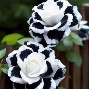Black and White Rose Seeds