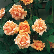 Orange & Pink Rose Seeds