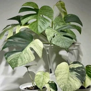 Variegated Mint Monstera Seeds, Herbal