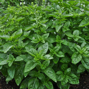 Dolce Fresca Ocimum Basilicum Basil Seeds, Herbal