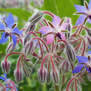 Blue & Pink Borage Seeds