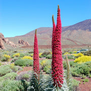 Tower of Jewels Echium Seeds
