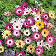 Wildflower Mix Ice Seeds