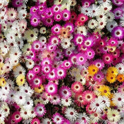 Wildflower Mix Ice Seeds