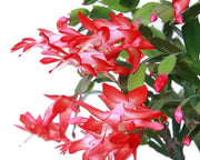 Schlumbergera Seeds - Herbal Plant For Home Gardens Seeds