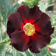 Black Red Adenium Seeds