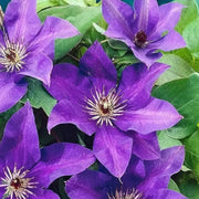 Dark Purple Clematis Seeds
