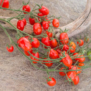 Datterino Tomato Seeds