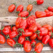 Datterino Tomato Seeds