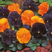 Halloween Mix Pansy Seeds