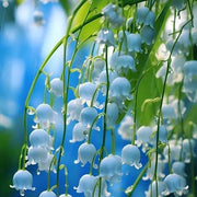 Blue Lily of the Valley Seeds