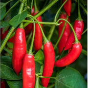 Dedo de Moca Pepper Seeds