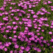 Delosperma Ice Seeds