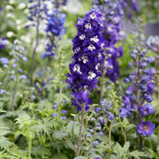 Blue Candle Larkspur Delphinium Seeds