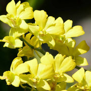 Yellow Dendrobium Orchid Seeds
