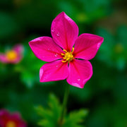 Desert Rose Seeds (Adenium obesum)