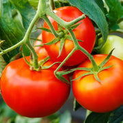 Desi Tomato Seeds, Solanum lycopersicum Vegetable Seeds