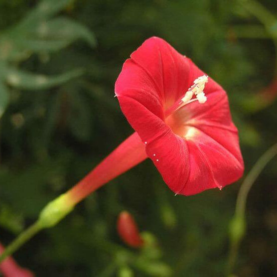 Wildflower Mix Ipomea Seeds