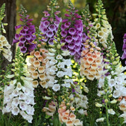 Premium Foxglove Seeds