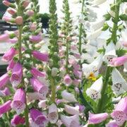 Foxy Mixed Foxglove Seeds